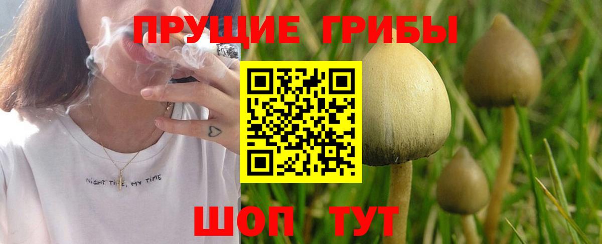 Губкин  купить наркотик  Вход с VPN  Галлюциногенные грибы Magic Shrooms 
